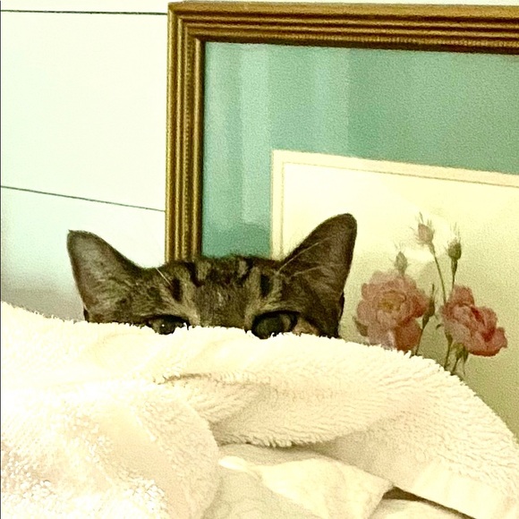 Meet your Posher, Linda - Picture 4 of 10